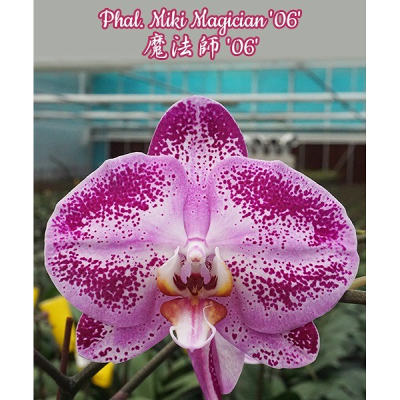 Орхидея Phal. Miki Magician 06 - купить, доставка Украина